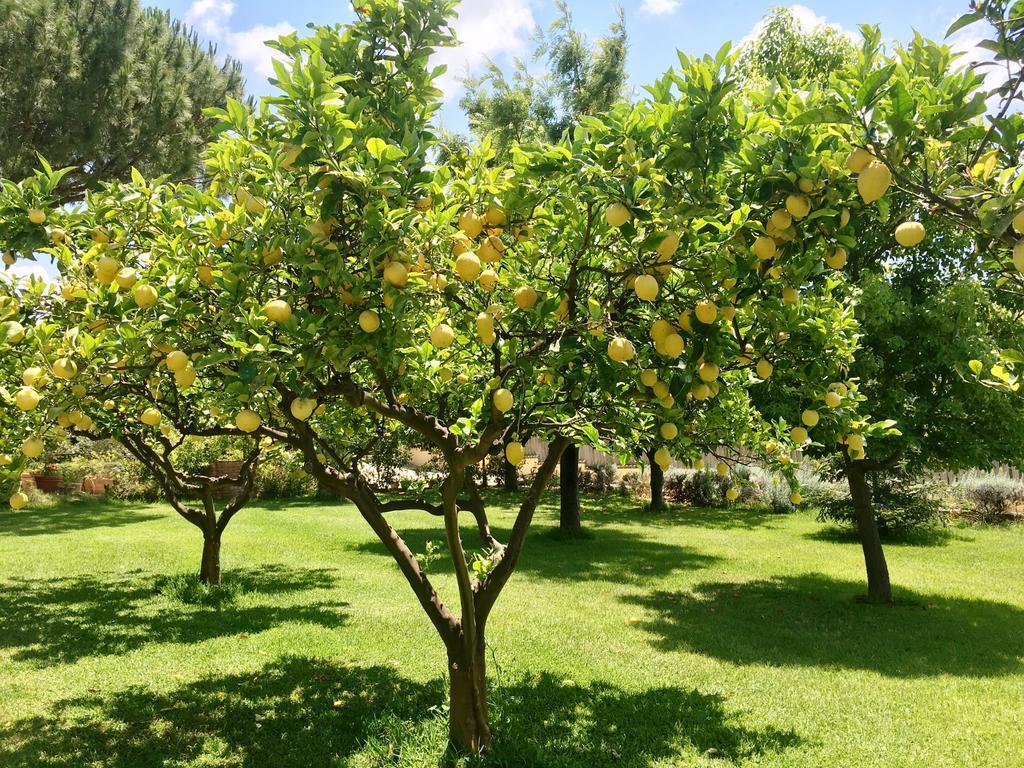 Villa Tina Santa Maria di Castellabate Εξωτερικό φωτογραφία